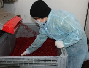 Замороженные фрукты, ягоды и овощи: польза и особенности